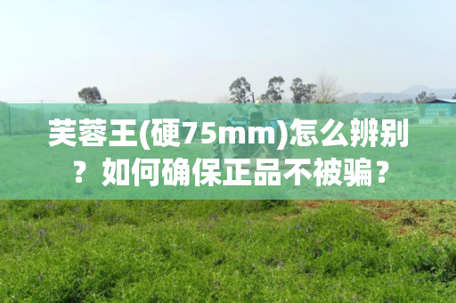 芙蓉王(硬75mm)怎么辨别？如何确保正品不被骗？